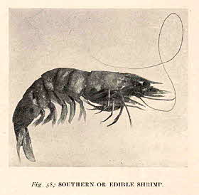 Southern or Edible Shrimp (1905)