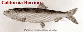 California Herring