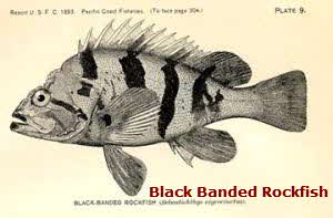 Black Banded Rockfish