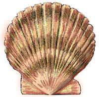 Scallop Shell